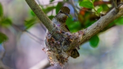 Anna's Hummingbird (Calypte anna)©